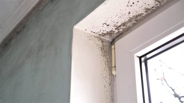 Best Residential Mold Remediation in Mena, AR